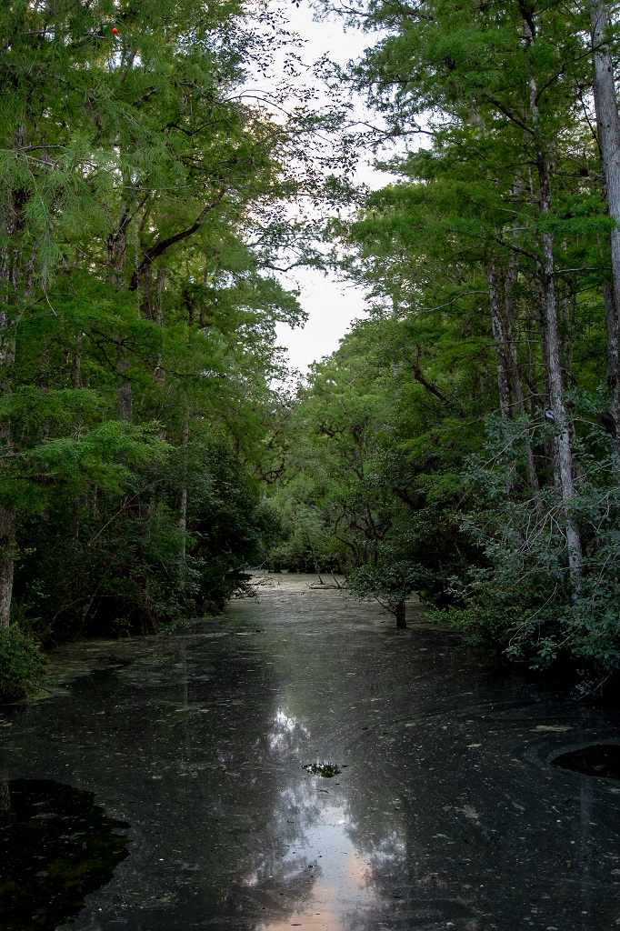 Big Cypress National Preserve - bagna