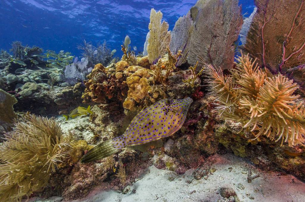 NPS PHOTO Biscayne Bay - rafa koralowa